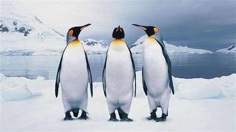 3 пингвина казино